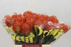 Leucospermum Cordifolium Bright Eyes 40cm