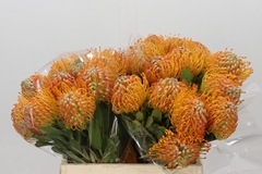Leucospermum Soleil 40cm