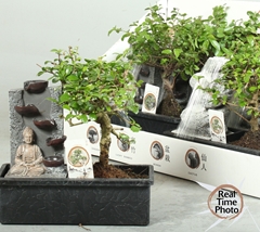 Bonsai Mix 22Ø 25cm
