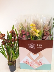 Cymbidium Mixed 14Ø 75cm 5st