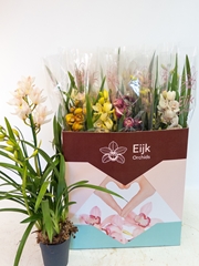 Cymbidium Mixed 14Ø 80cm 2st