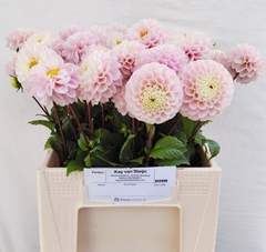 Dahlia Wizard Of Oz 40cm