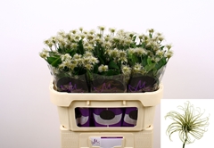 Clematis Amazing Kibo 70cm