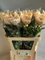 Chrysanth Single Avignon 80cm 145gr.