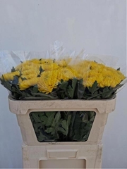 Chrysanth Single Rivalry 70cm 70gr.