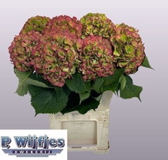 Hydrangea Elbtal Classic 80cm 22-24cm Hd