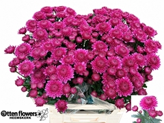 Chrysanth Santini Quinty 75cm 56gr.