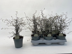 Corokia Cotoneaster 12Ø 35cm