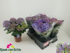 Hydrangea Hi Ocean 14Ø 38cm 7bl