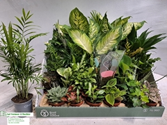 Houseplants Mix 8Ø 10cm
