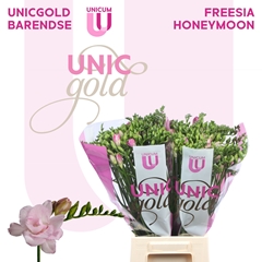 Freesia Double Honeymoon 50cm 20gr.
