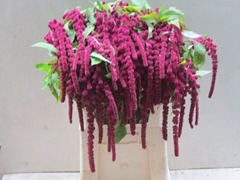 Amaranthus Caudatus Rosary 80cm