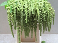 Amaranthus Caudatus Cycloop 80cm