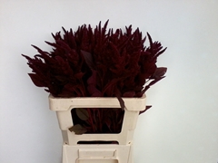 Amaranthus Cruentus Velvet 65cm