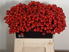 Rosa Red Hooijdonk 2.0 40cm
