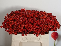 Rosa Red Hooijdonk 2.0 35cm