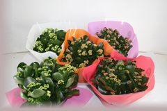 Kalanchoe Double Mix 23Ø 27cm