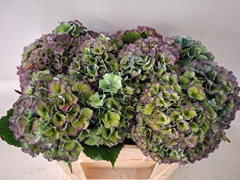Hydrangea Royal Parade Classic 50cm 17-19cm Hd