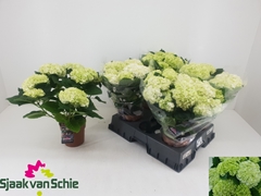 Hydrangea Hi Hailstone 14Ø 40cm 5bl