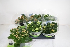 Kalanchoe Double Mix 15Ø 26cm