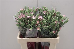 Dianthus Spray Single Solomio Tino 60cm