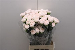 Dianthus Single Brut 70cm