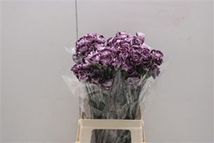 Dianthus Single Minerva 70cm