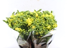 Freesia Double Marseille 50cm 30gr.
