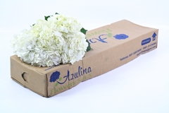 Hydrangea White 60cm 16cm Hd
