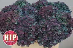 Hydrangea Pimpernel Aubergine Classic 50cm 16-18cm Hd
