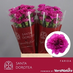 Dianthus Single Farida 65cm