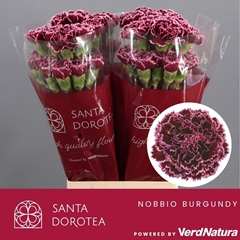 Dianthus Single Nobbio Burgundy 65cm