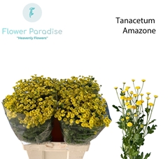 Tanacetum Amazone 65cm