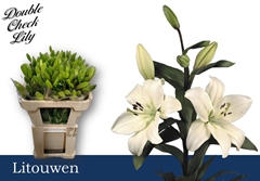 Lily La Litouwen 75cm 2+