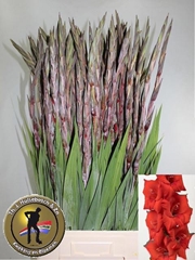 Gladiolus Costello 100cm 150gr.