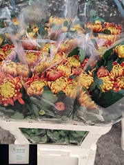 Chrysanth Single Fuego 70cm 55gr.