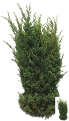 Juniperus Chinensis Blaauw Per Kilo