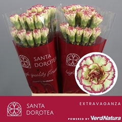 Dianthus Single Extravaganza 65cm