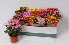 Chrysanth Mix 7 Colours 12Ø 26cm