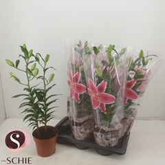 Lily Roselily Esra 17Ø 70cm