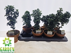 Ligustrum Rotundifolium 13Ø 20cm
