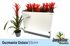 Guzmania Ostara 13Ø 55cm