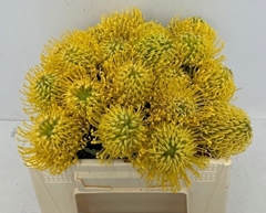 Leucospermum Ayoba Yellow 30cm