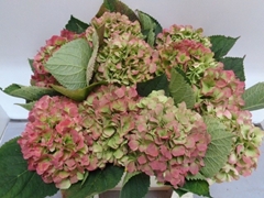 Hydrangea Verena Classic 50cm 17-19cm Hd