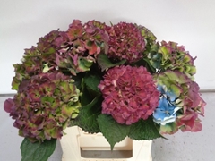 Hydrangea Royal Palace Classic 40cm 13-15cm Hd