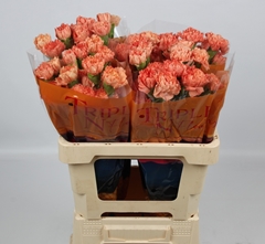 Dianthus Single Hermes Orange 55cm