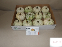 Cucurbita Pepo Baby Boo 10cm