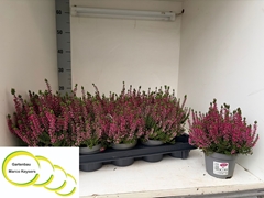 Calluna Vulgaris Garden Girls Nexxt Mix 11Ø 20cm