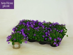 Campanula Porto 11Ø 20cm