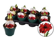 Hippeastrum Amorita Danu 14Ø 20cm
